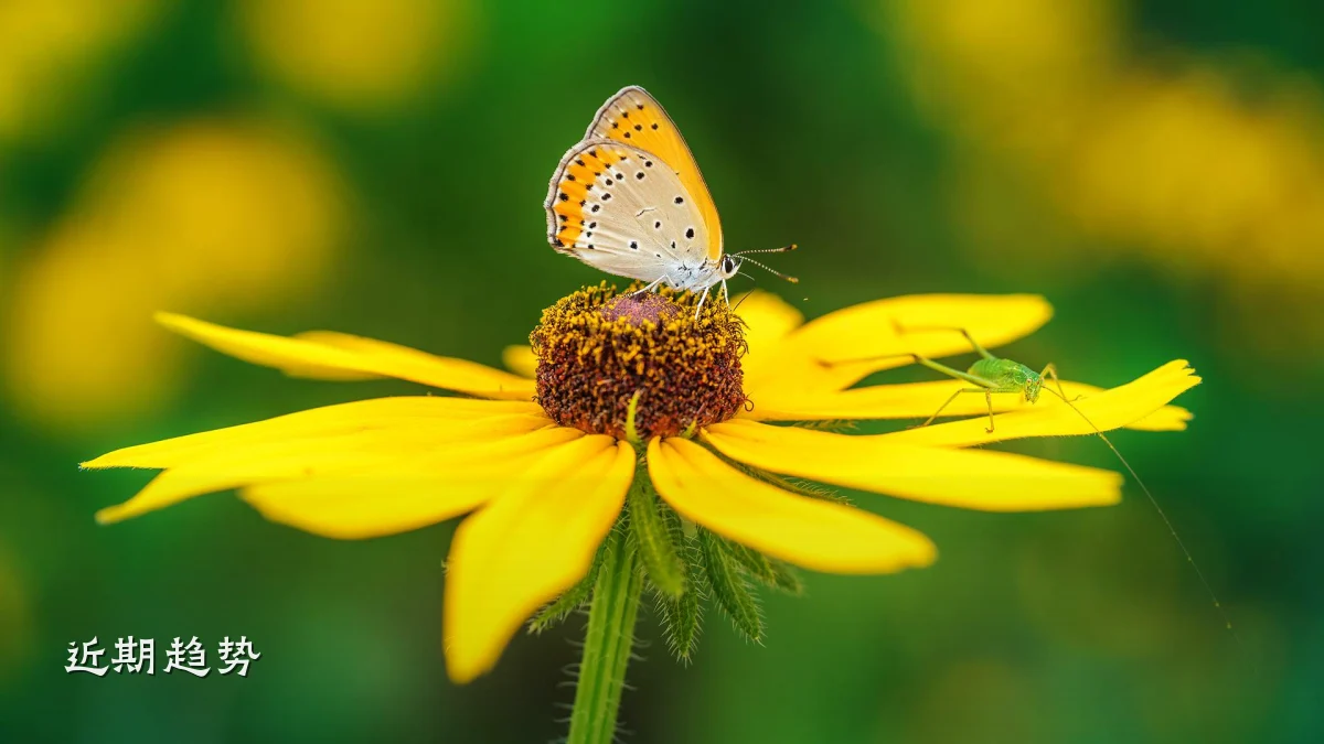 近期趋势