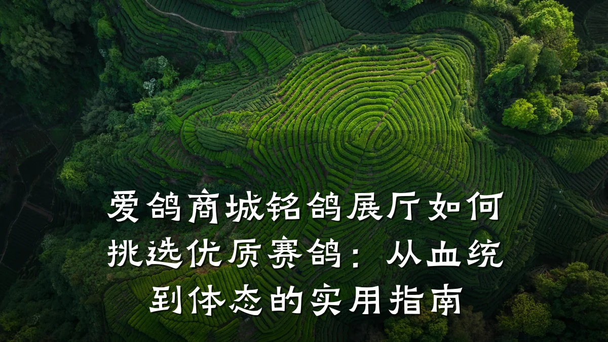 爱鸽商城铭鸽展厅如何挑选优质赛鸽：从血统到体态的实用指南