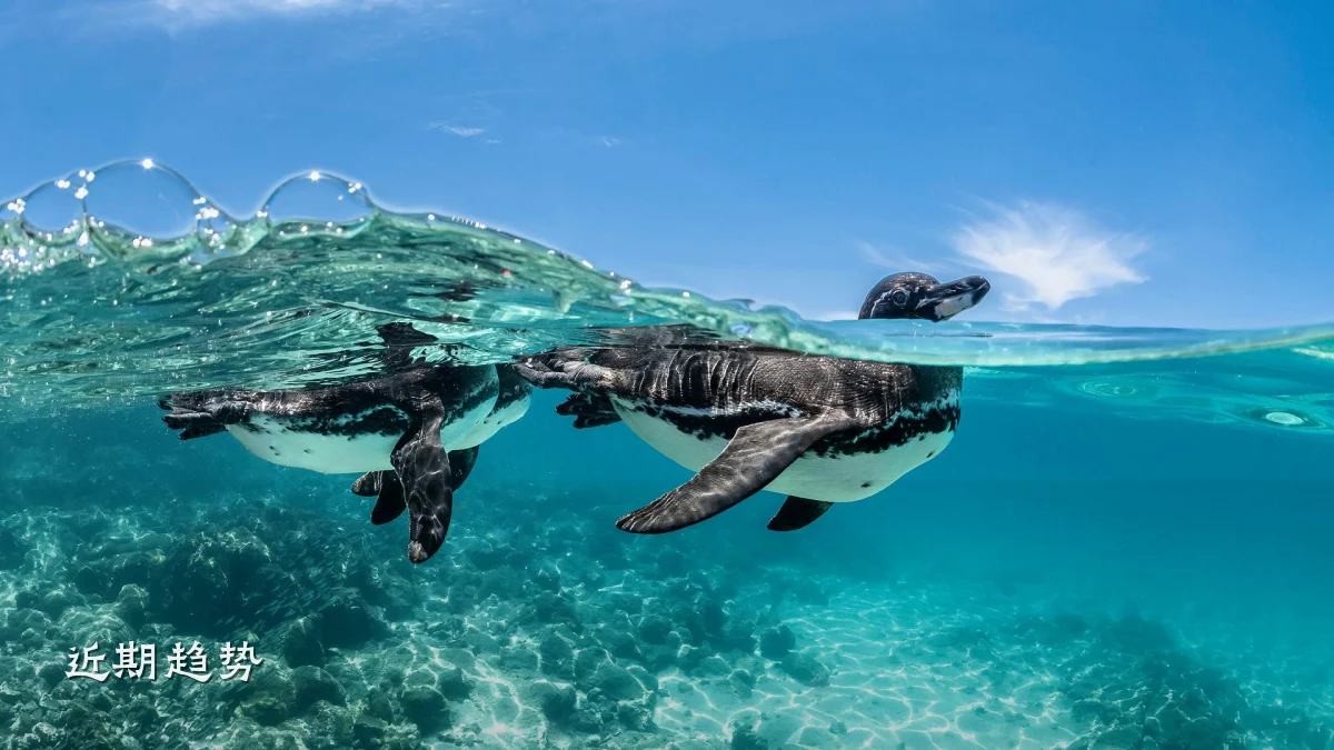 近期趋势