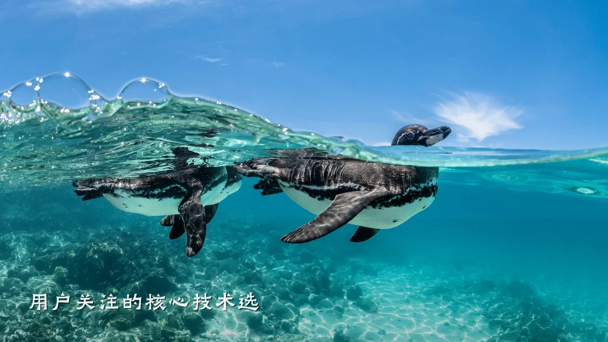 用户关注的核心技术选