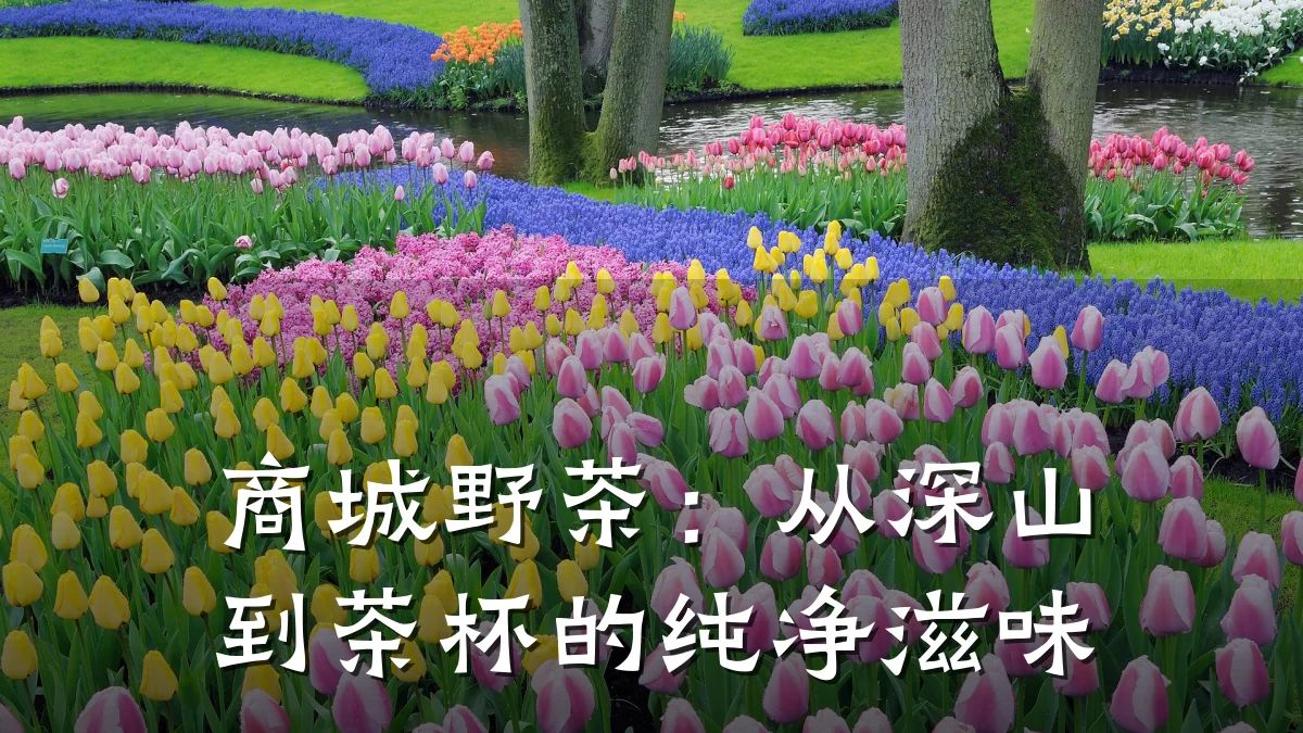 商城野茶:从深山到茶杯的纯净滋味