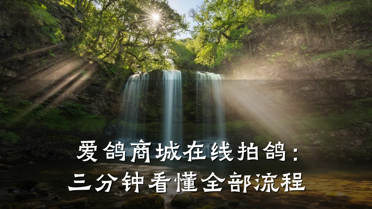 爱鸽商城在线拍鸽：三分钟看懂全部流程