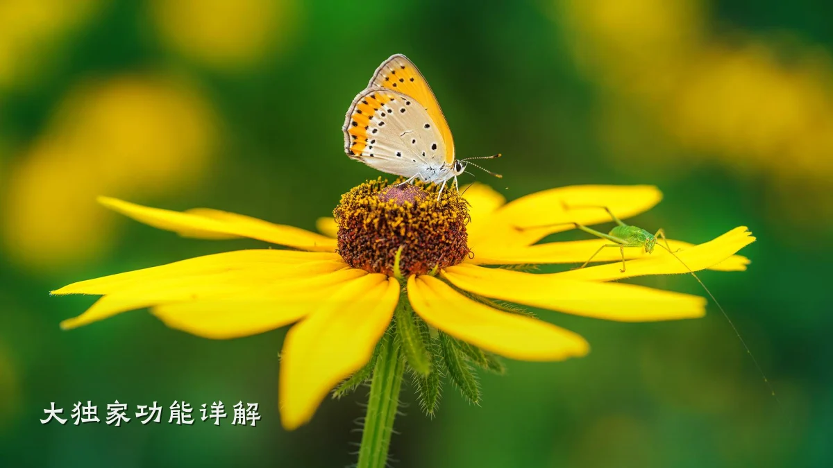 大独家功能详解