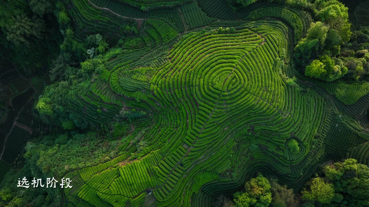 选机阶段