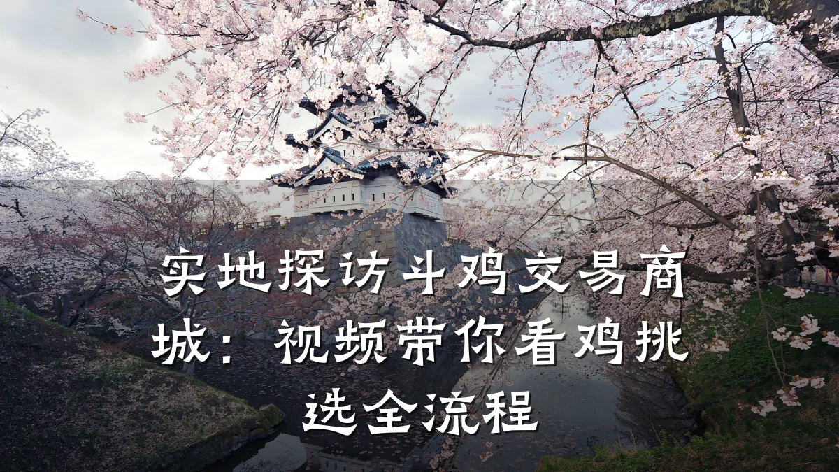 实地探访斗鸡交易商城:视频带你看鸡挑选全流程